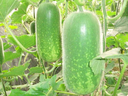 52吃瓜爆料免费吃瓜视频 吃瓜是什么意思,免费吃瓜视频背后的“吃瓜”文化